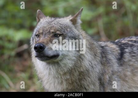 Le loup, Canis lupus, NP Bayerischer Wald, parc national de la Forêt bavaroise Banque D'Images