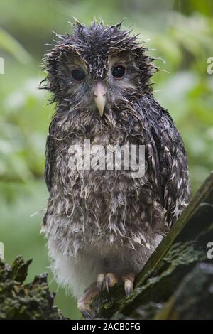 Chouette de l'Oural, jeune oiseau, Strix uralensis, Autour des palombes, les jeunes Banque D'Images