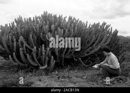 Vor ancien Wüste Sierra Madre, 1963. Désert avec Sierra Madre à l'arrière, 1963. Banque D'Images