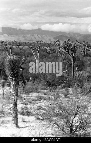 Josuabäume vor Sierra Madre, 1963. Joshua Trees au pied de la Sierra Madre, 1963. Banque D'Images