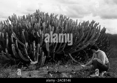 Vor ancien Wüste Sierra Madre, 1963. Désert avec Sierra Madre à l'arrière, 1963. Banque D'Images