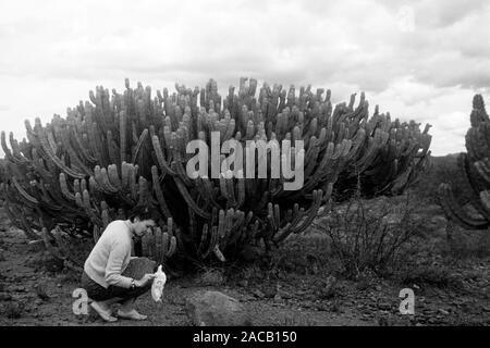 Vor ancien Wüste Sierra Madre, 1963. Désert avec Sierra Madre à l'arrière, 1963. Banque D'Images