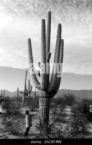 Saguaro-Kaktus Naturschutzpark, 1962. Saguaro National Park, 1962. Banque D'Images