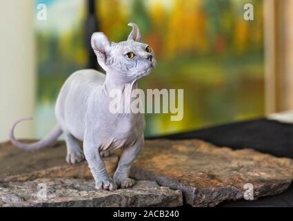 Portrait d'un beau chat Sphinx Banque D'Images