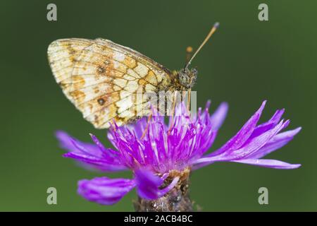 Papillon d'or Banque D'Images