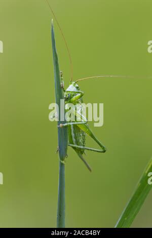 Cheval de foin vert (Tettigonia viridissima) Banque D'Images