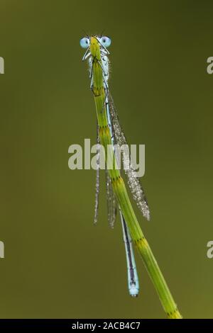 Horseshoe Dragonfly (Coenagrion puella) Banque D'Images