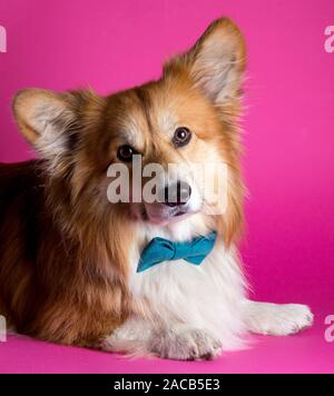 Fun corgi chien moelleux un homme avec un nœud papillon rose à l'arrière-plan Banque D'Images