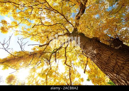 Couronnes d'arbre jaune vif en automne Banque D'Images