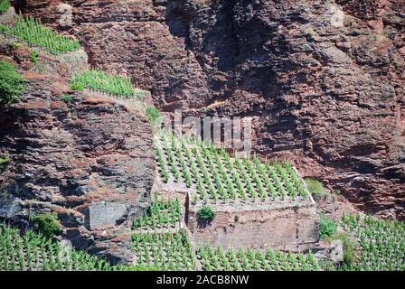 Vignoble Le site et les roches dans la région viticole allemande, la Moselle vallée de la Moselle, Rhénanie-Palatinat, Allemagne, Europe Banque D'Images