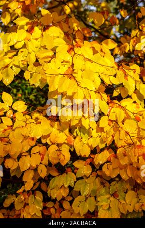 Vue en gros à la fin de l'automne à l'hiver des feuilles de l'hêtre, Fagus sylvatica, dans des couleurs automnales, Surrey, Angleterre du Sud-Est, Royaume-Uni Banque D'Images