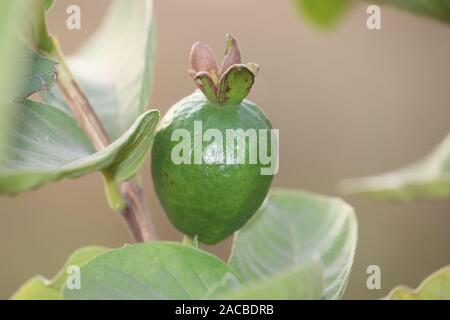 Fruits tropicaux mûrs sur la goyave goyave arbre. Psidium guajava goyave fraîche.dans la plante de jardin organique Banque D'Images