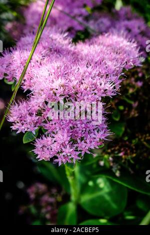 Hylotelephium spectabile brillant en vente dans un centre de jardin pépinière. Banque D'Images