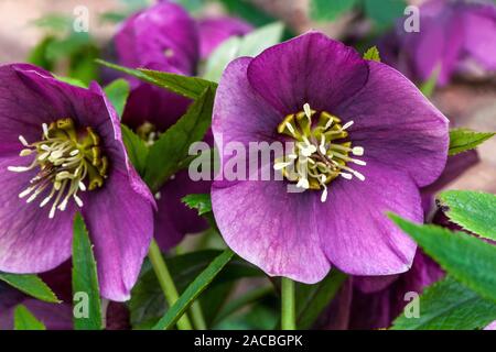 Hellébore Helleborus 'Washfield Double' hellébores rouges Banque D'Images