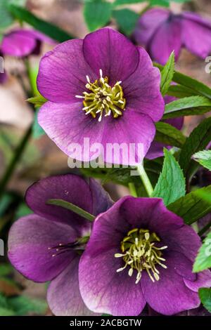 L'hellébore rouge Helleborus 'Washfield Double' Banque D'Images