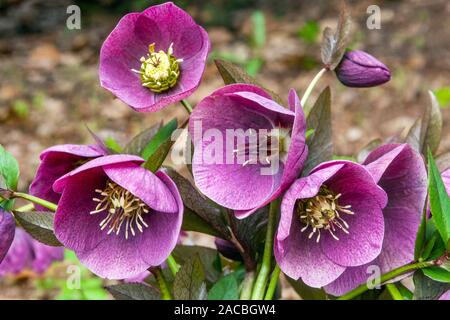 Hellébore rouge Helleborus x hybridus hellébores 'Red Lady' Banque D'Images