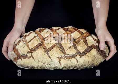 (Pain) miche ou de levain français, appelé ainsi que la douleur de campagne, sur l'affichage isolé sur un fond noir des mains. Pain de Campa Banque D'Images