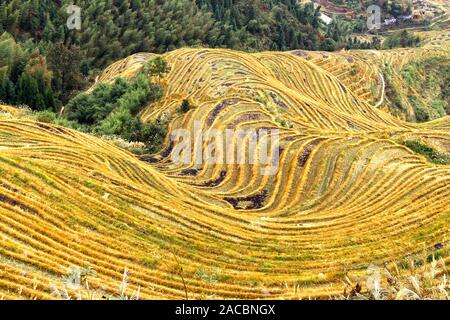 Les champs en terrasses de riz de Wengjia Longsheng longji Chine Hunan Banque D'Images