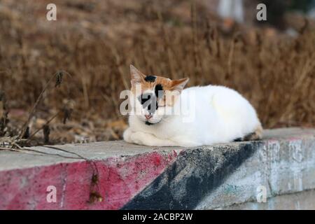 Rue sans-abri cat photographié dans l'île de Chypre. Ce chat est mignon avec ses couleurs blanc, marron et noir de la fourrure. Le chat est relaxant. Banque D'Images