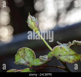 Un Rosebud couverts en hiver Gel dans West Sussex UK Banque D'Images