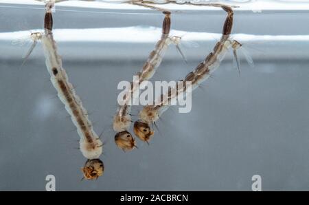 Un groupe de larves de moustiques dans l'eau Banque D'Images