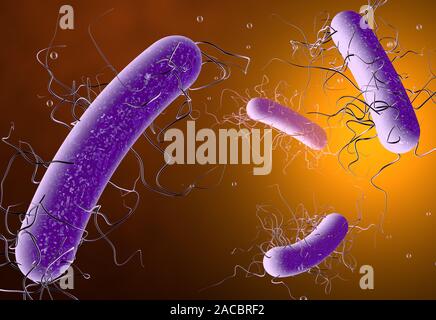 3D illustration montrant la bactérie clostridium difficile Banque D'Images