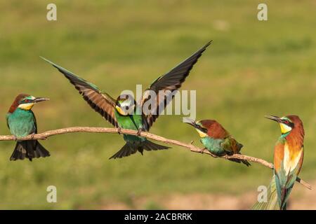 Quatre Guêpier d'Europe Merops apiaster, assis sur un bâton, un volant en vue de l'atterrissage, Hongrie, Csongrad Banque D'Images