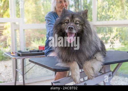 Trimed Spitz Loup chien est couché sur la table de toilettage hydraulique de relevage et la tête posée sur l'appareil photo. Smiling toiletteur professionnel femme est en e Banque D'Images