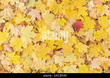 Sol forestier avec feuilles d'érable à sucre (Acer saccharum), Automne, Minnesota, USA, par Dominique Braud/Dembinsky Assoc Photo Banque D'Images