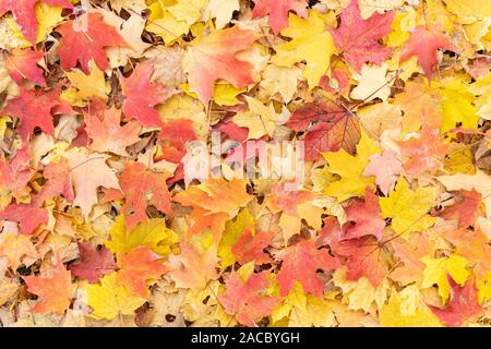 Sol forestier avec feuilles d'érable à sucre (Acer saccharum), Automne, Minnesota, USA, par Dominique Braud/Dembinsky Assoc Photo Banque D'Images