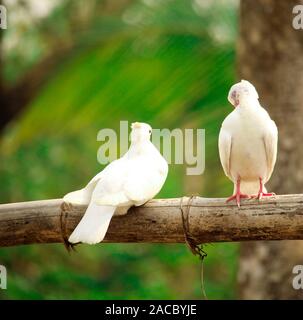 Bébé blanc deux pigeons sont assis sur des bambous. Banque D'Images