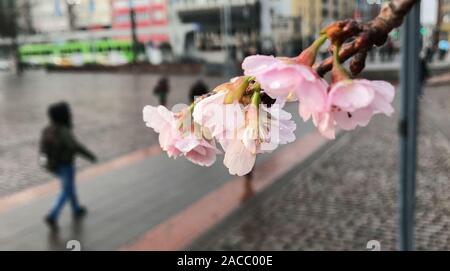 Hanovre, Allemagne. 09Th Nov, 2019. Un cerisier à la Stone Gate à Hanovre. Credit : Julian Stratenschulte/dpa/Alamy Live News Banque D'Images