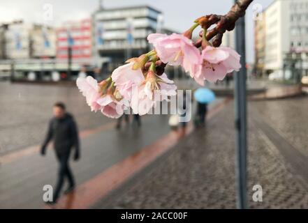 Hanovre, Allemagne. 09Th Nov, 2019. Un cerisier à la Stone Gate à Hanovre. Credit : Julian Stratenschulte/dpa/Alamy Live News Banque D'Images