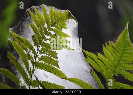 (191202) -- Paris, 2 décembre 2019 (Xinhua) -- photos prises le 25 novembre 2019, montre l'intérieur d'une des plantes qui poussent dans une doline Karst de Chine du sud, comté de Donglan, région autonome Zhuang du Guangxi. Une équipe d'exploration de grottes karstiques géant a découvert deux gouffres, également connu sous le nom de Tiankeng chinois, et plus d'une douzaine de petites grottes calcaires dans le comté de montagne après une semaine d'expédition. L'équipe de 30 chaînons, qui était composé de spéléologues spéléologues et de la Chine, la France et la Belgique, est passé par des mesures sur le terrain et a trouvé l'un des deux géants de dolines, de plus de 300m de profondeur, 250 m de largeur un Banque D'Images