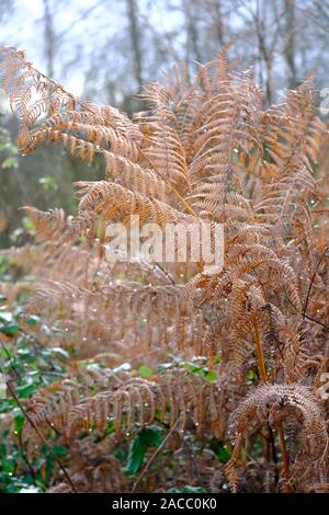 Gouttes de rosée du matin sur l'or pâle de la Fougère (Pteridium) en saison d'automne Banque D'Images