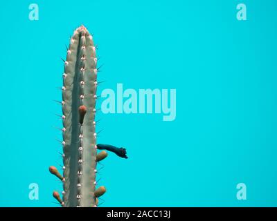 Cactus sur fond bleu avec copie espace Banque D'Images