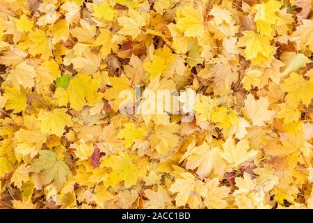 Sol forestier avec feuilles d'érable à sucre (Acer saccharum), Automne, Minnesota, USA, par Dominique Braud/Dembinsky Assoc Photo Banque D'Images