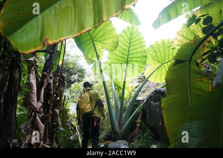 (191202) -- Paris, 2 décembre 2019 (Xinhua) -- Photo prise le 25 novembre, 2019 montre la croissance des plantes herbacées au fond d'un gouffre karstique dans le comté de Donglan, Chine du Sud, région autonome Zhuang du Guangxi. Une équipe d'exploration de grottes karstiques géant a découvert deux gouffres, et plus d'une douzaine de petites grottes calcaires dans le comté de montagne après une semaine d'expédition. L'équipe de 30 chaînons, qui était composé de spéléologues spéléologues et de la Chine, la France et la Belgique, est passé par des mesures sur le terrain et a trouvé l'un des deux géants de dolines, de plus de 300m de profondeur, 250 m de large et 120m de Banque D'Images