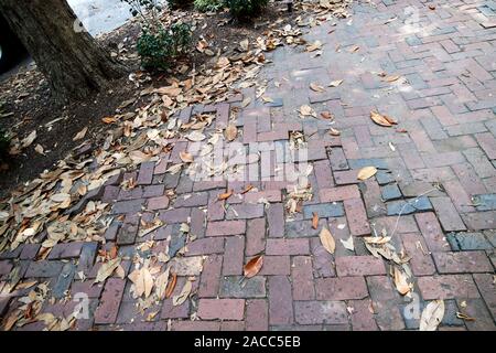 Dessins en pavage de briques endommagées par les racines des arbres sur le trottoir savannah georgia usa Banque D'Images