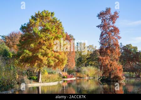 Taxodium distichum 'Wisley flame'. Cypress Swamp Wisley 'flame' changer la couleur des arbres en automne à RHS Wisley Gardens, Surrey, UK Banque D'Images