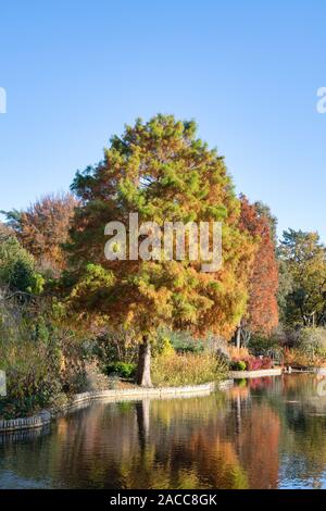 Taxodium distichum 'Wisley flame'. Cypress Swamp Wisley 'flame' changer la couleur des arbres en automne à RHS Wisley Gardens, Surrey, UK Banque D'Images