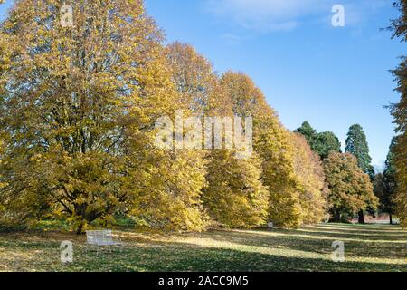 Tilia tomentosa. Tilleul argenté feuillage en automne à RHS Wisley Gardens, Surrey, Angleterre Banque D'Images