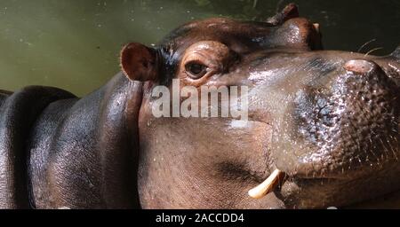 Close up de tête d'hippopotame montrant défenses Banque D'Images