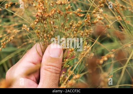 Le millet d'agronome cultures Mûres épis en champ, Close up of hand Banque D'Images