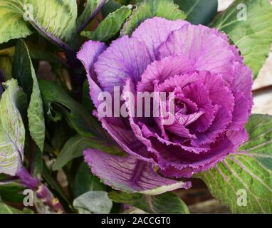 Tête de chou ornemental pourpre entouré de feuilles d'un vert profond dans un rare bouquet brassica Banque D'Images