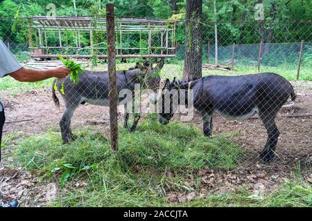Deux âne manger de l'herbe derrière la clôture Banque D'Images