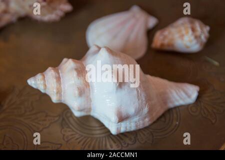 Texture de fond de mer. Seashell isolé sur fond brun naturel texture macro .coquillage. Banque D'Images