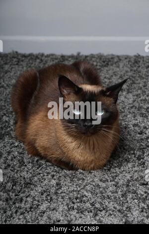 Siamese Cat reposant sur des tapis confortables à la maison Banque D'Images