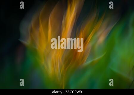 Heliconia abstrait fleur dans la forêt à Las Minas dans le Cocle province, République du Panama. Banque D'Images