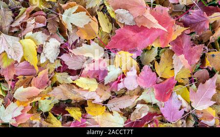 Feuilles d'érable de l'Amur (Acer ginnala) sur le sol, Automne, Minnesota, USA, par Dominique Braud/Dembinsky Assoc Photo Banque D'Images